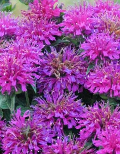 Monarda grape Gumball P9, Ophalen of Verzenden, Vaste plant, Overige soorten, Halfschaduw