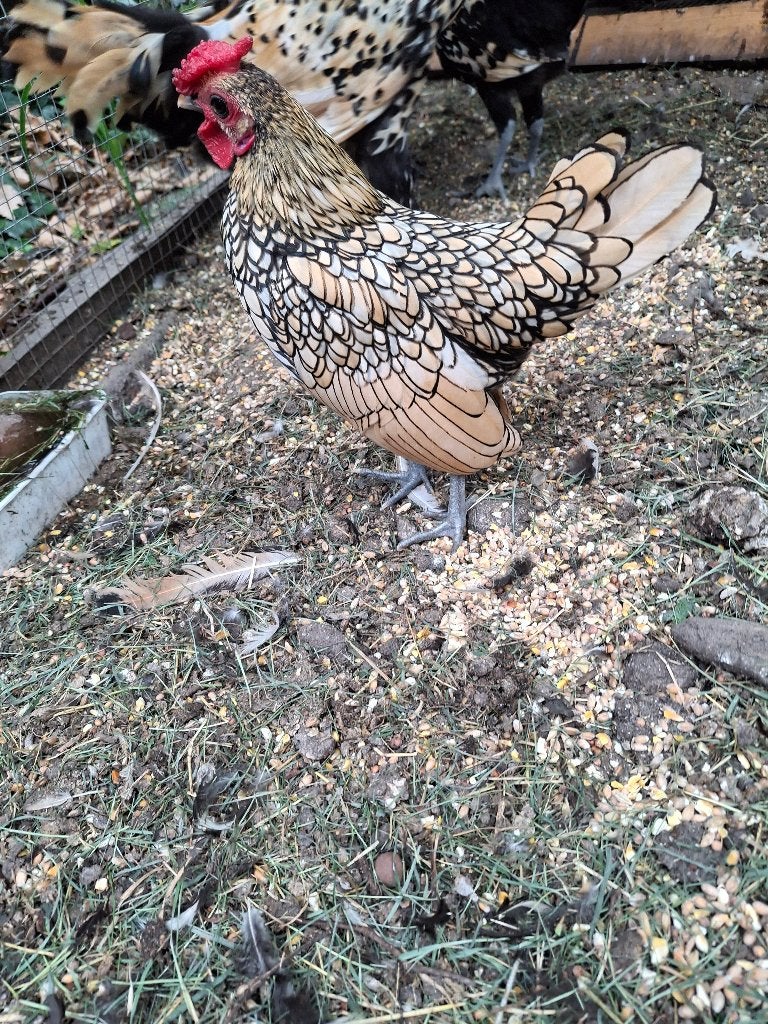 jong Sebright haantje, Dieren en Toebehoren, Mannelijk, Kip