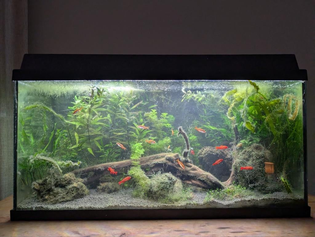 Juwel aquarium Primo 110 compleet met vissen en toebehoren, Ophalen, Gebruikt, Gevuld zoetwateraquarium, Inclusief vissen