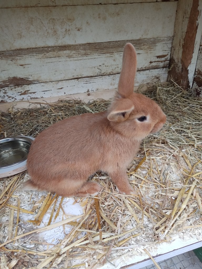 jonge konijnen, Geslacht onbekend, Middelgroot, 0 tot 2 jaar