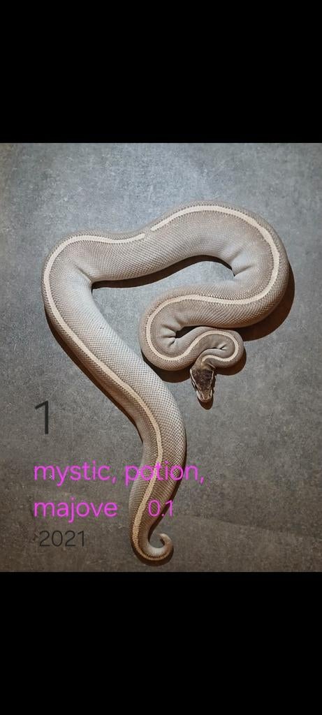 Diverse ball python te koop zie foto's, Dieren en Toebehoren, Slang, 0 tot 2 jaar