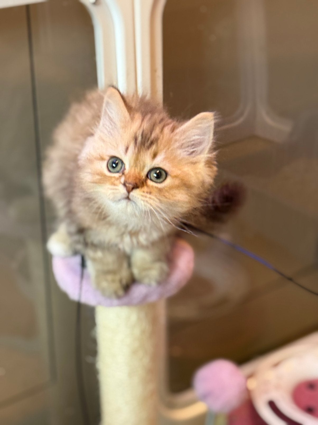 Brits korthaar/langhaar kittens, Meerdere dieren, Ontwormd, 0 tot 2 jaar