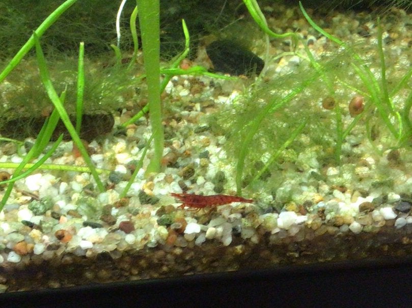 Rode garnalen, Dieren en Toebehoren, Vissen | Aquariumvissen, Kreeft, Krab of Garnaal, Zoetwatervis, Schoolvis
