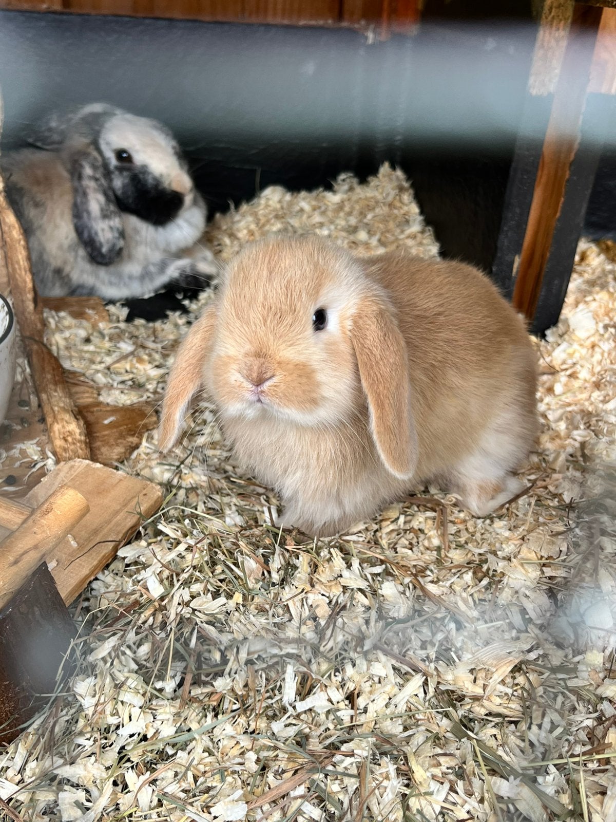 Twee raszuivere hangoortjes, Dieren en Toebehoren, Meerdere dieren, Dwerg, Hangoor