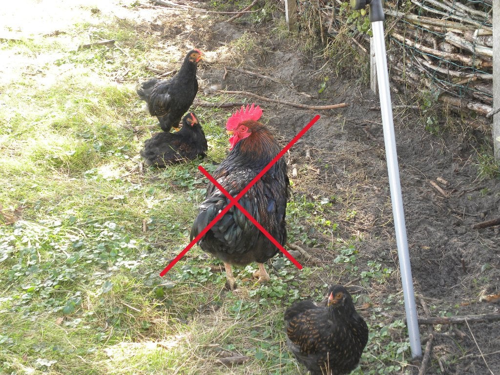 Barnevelder kippen, Meerdere dieren, Kip
