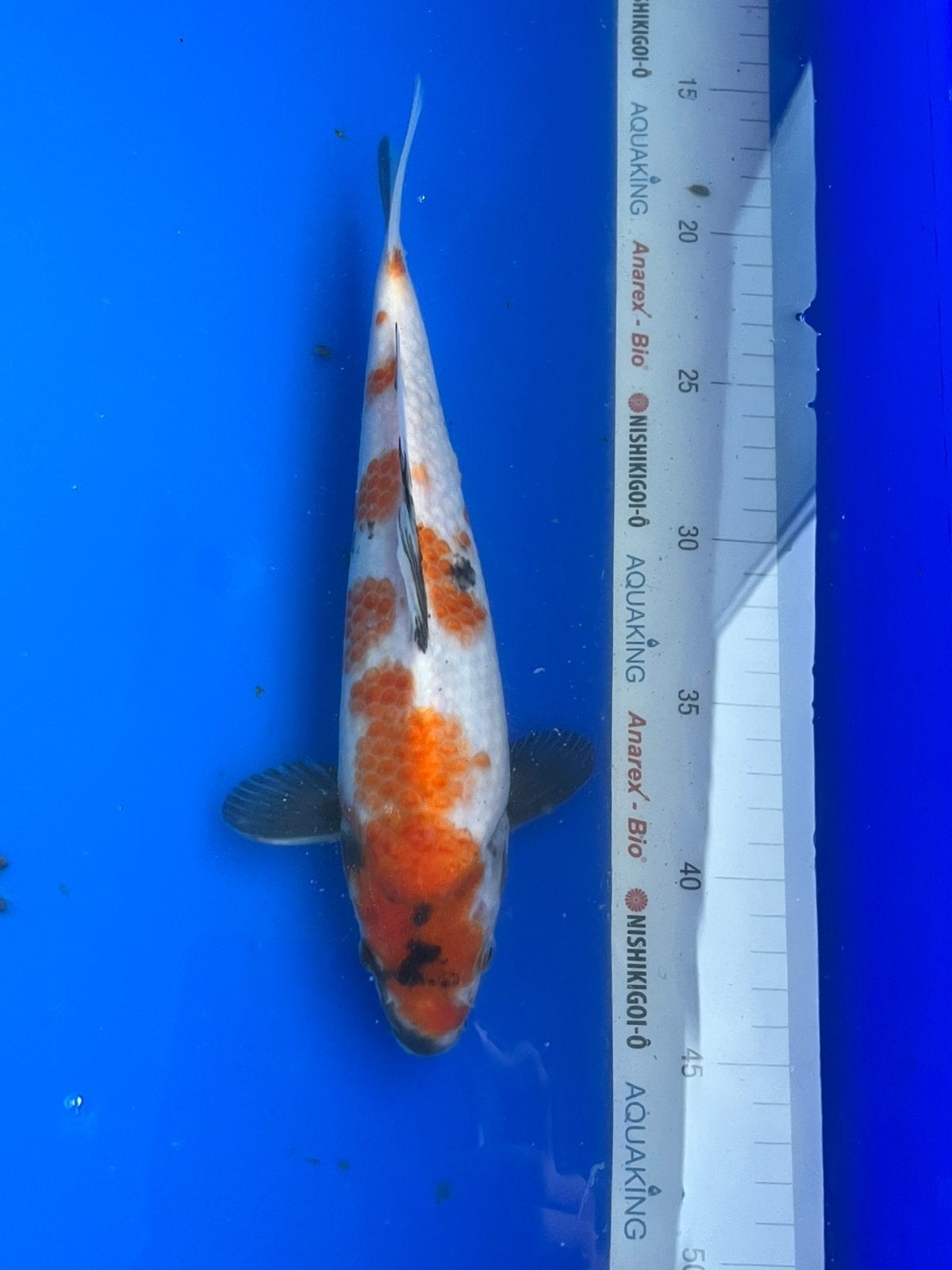 Showa, Karper of Koi