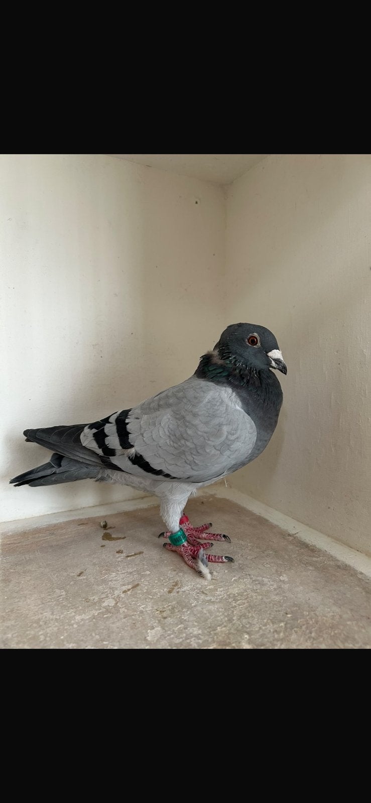 Postduif duivin, Dieren en Toebehoren, Vrouwelijk, Kropper