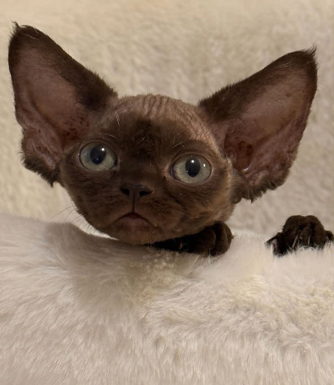 Devon Rex..., Dieren en Toebehoren, Katten en Kittens | Raskatten | Korthaar, Poes, Met stamboom, 0 tot 2 jaar
