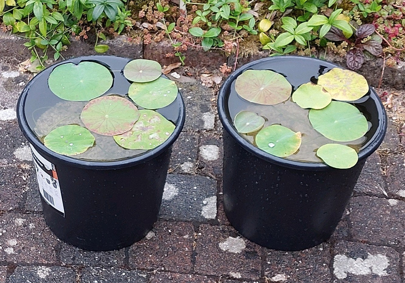 Heilige Lotus (waterplant) roze. Nelumbo Lucifer, Ophalen