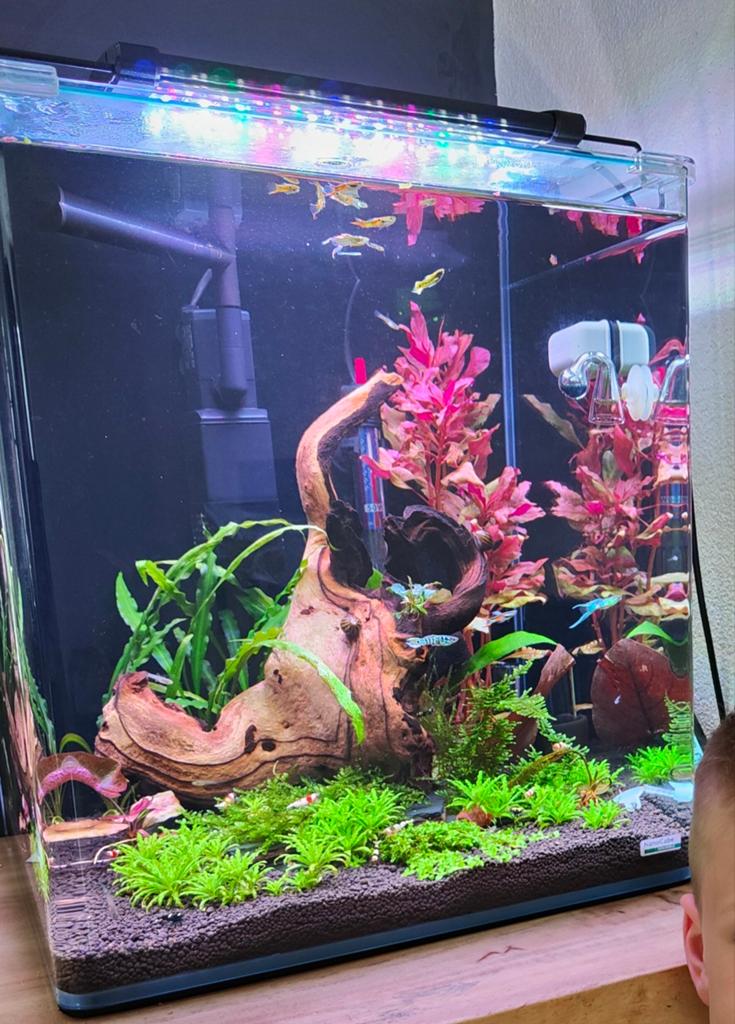 Dennerle nano cube 60 liter compleet aquarium, Ophalen, Dennerle, Inclusief vissen, Gevuld zoetwateraquarium