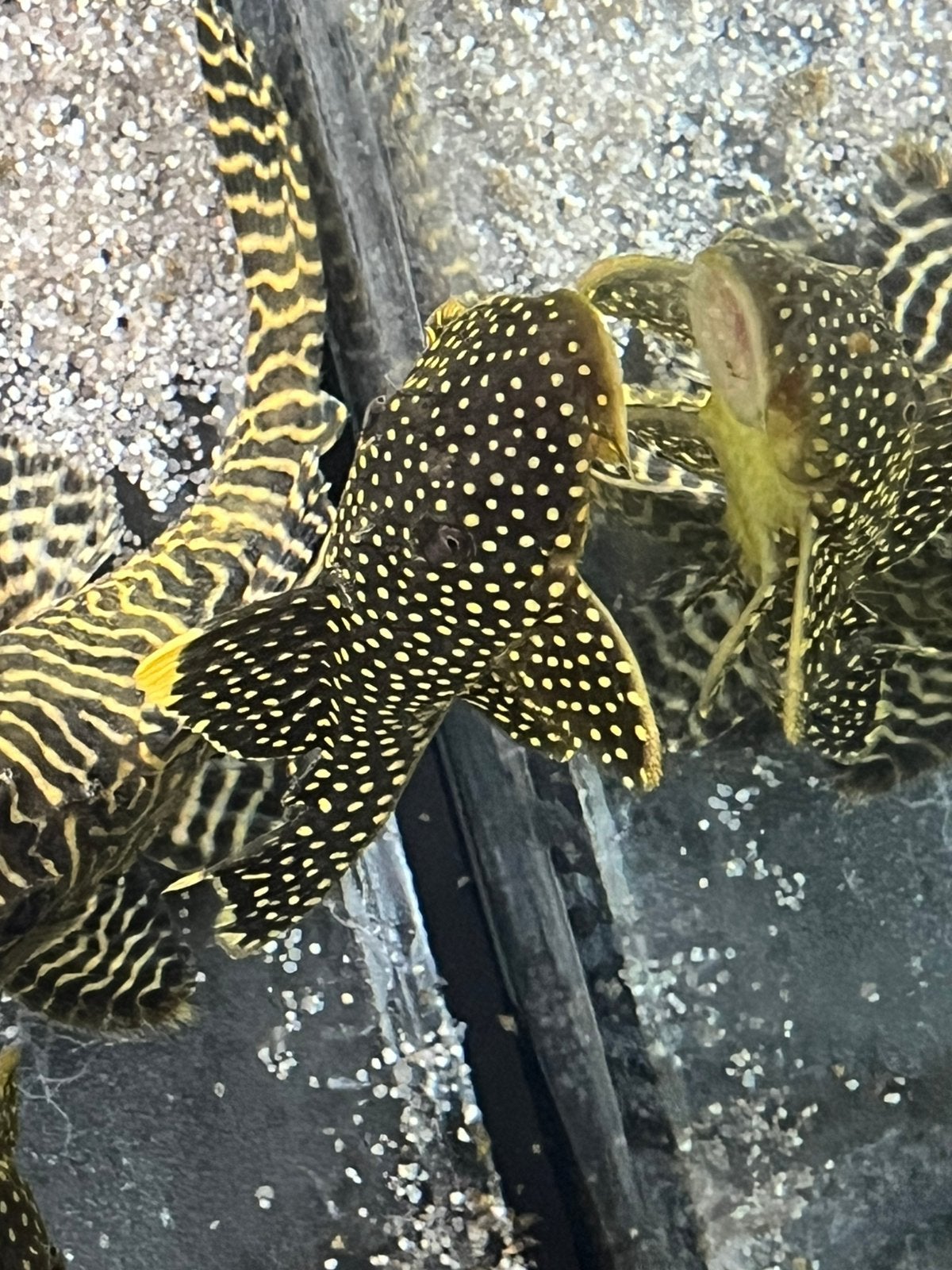 Golden nugget pleco L142, Dieren en Toebehoren, Vis