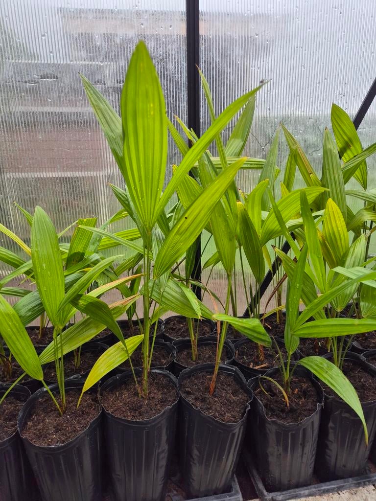 Trachycarpus palmbomen, Overige soorten, Volle zon, Vaste plant, Ophalen of Verzenden