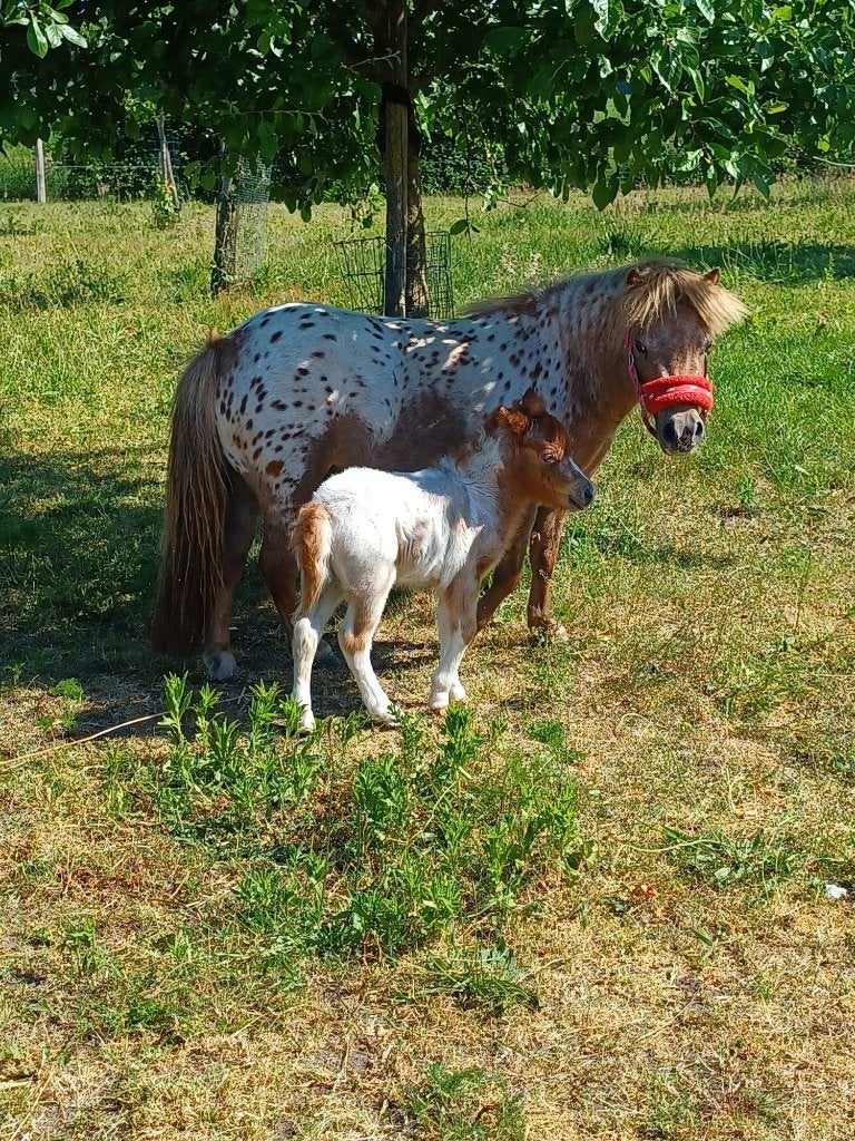 minipony, Dieren en Toebehoren, Niet van toepassing, 0 tot 2 jaar, A pony (tot 1.17m), Merrie