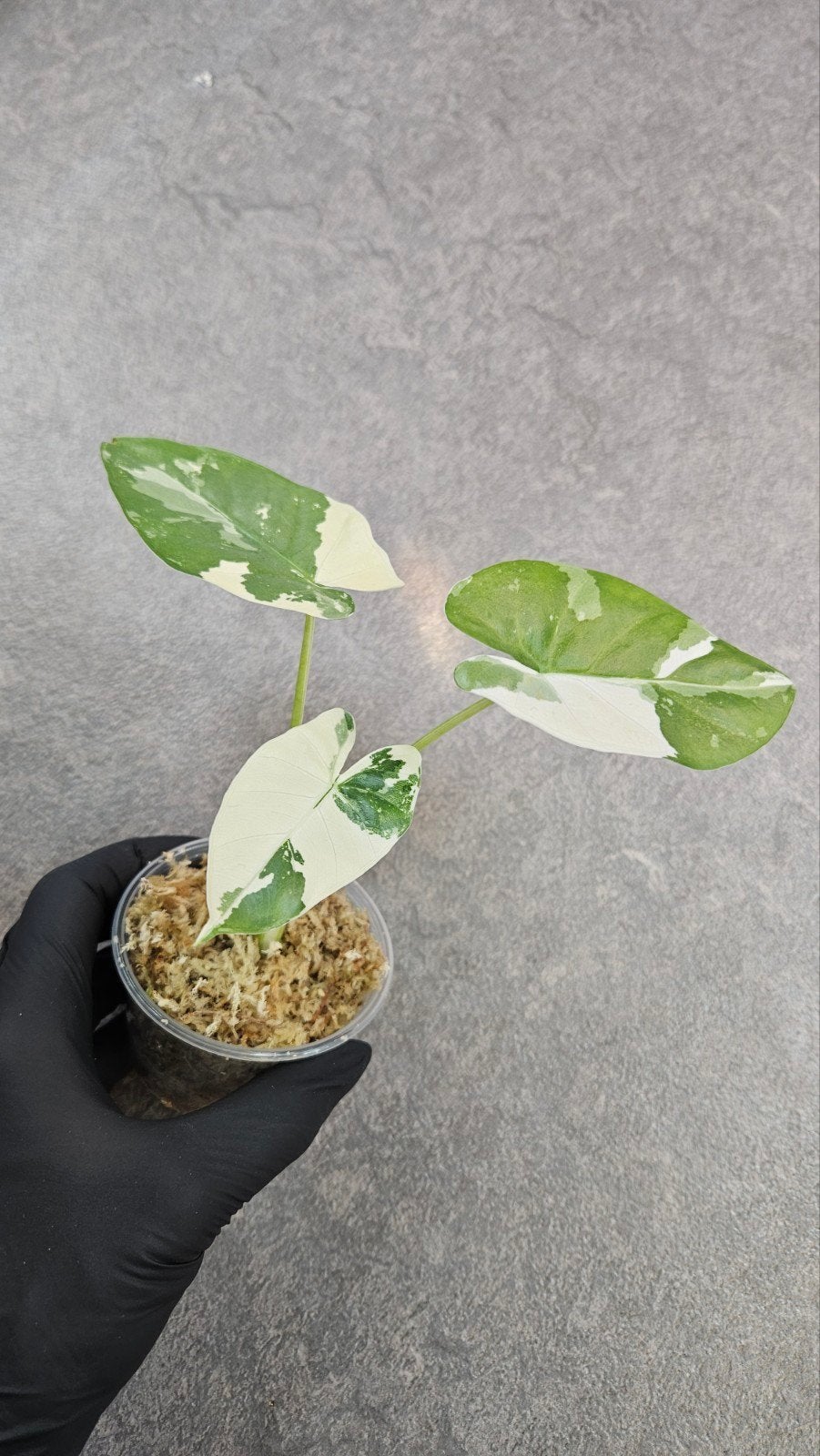 Alocasia Macrorrhiza Albo Variegata, Ophalen of Verzenden, Halfschaduw, Minder dan 100 cm