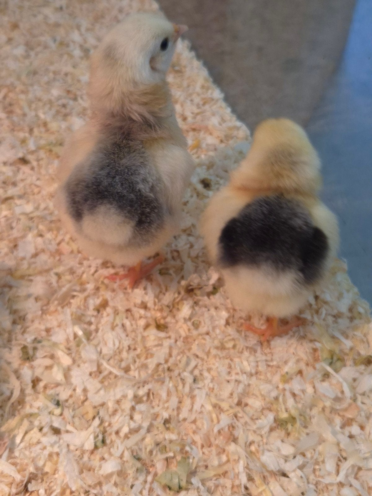 Wyandotte kriel Colombia kuikentjes, Dieren en Toebehoren, Pluimvee, Geslacht onbekend, Kip
