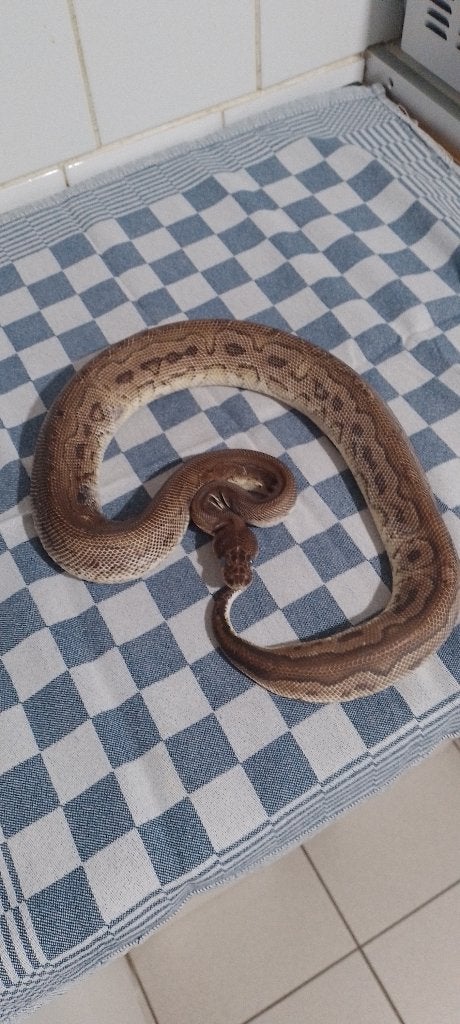 Koningspython Mannnetje Ball Python - male for sale from Patrick Wodan