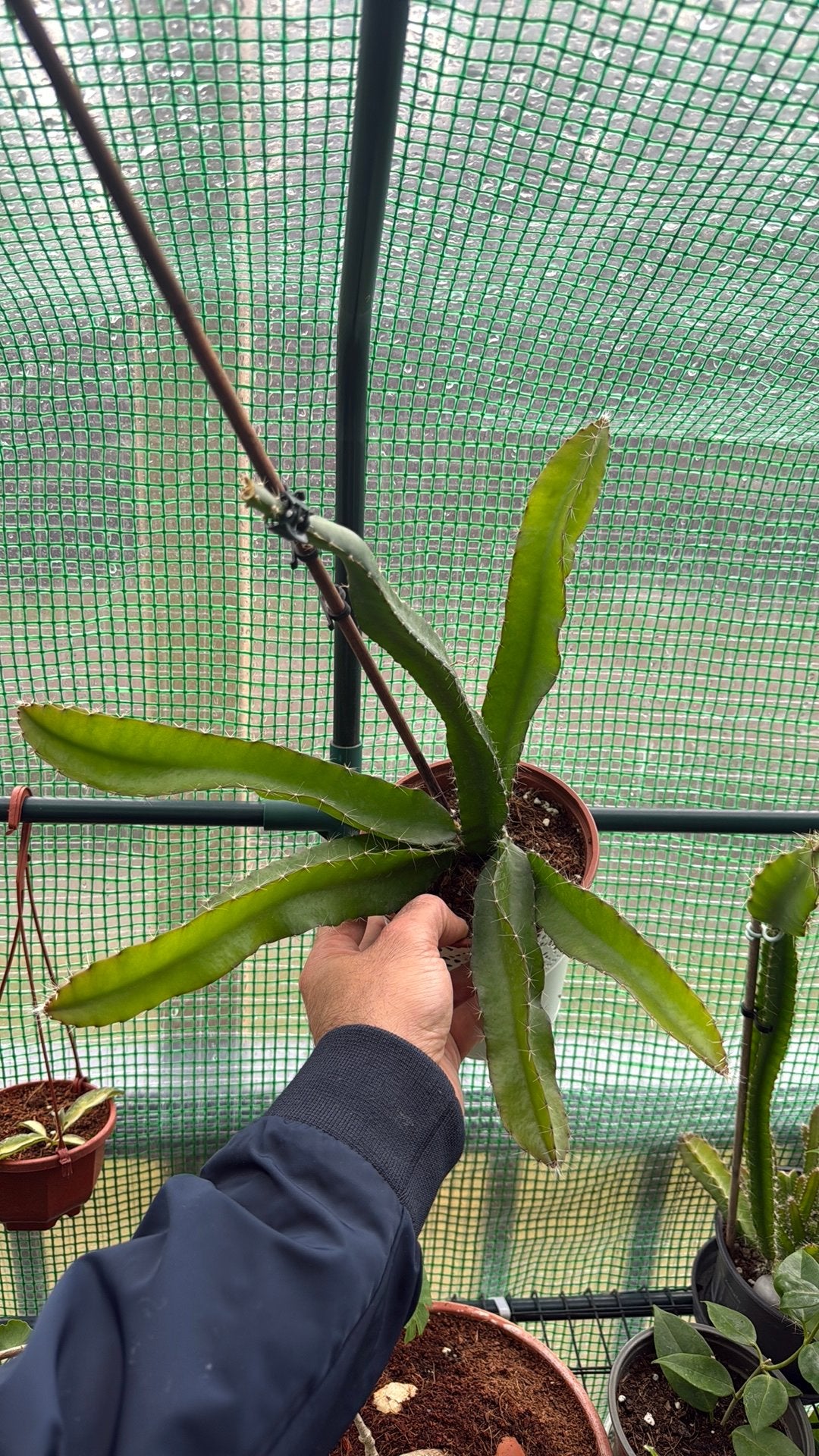 Drakenfruit (Pitaya) plant in pot, Ophalen, 100 tot 150 cm, In pot, Cactus