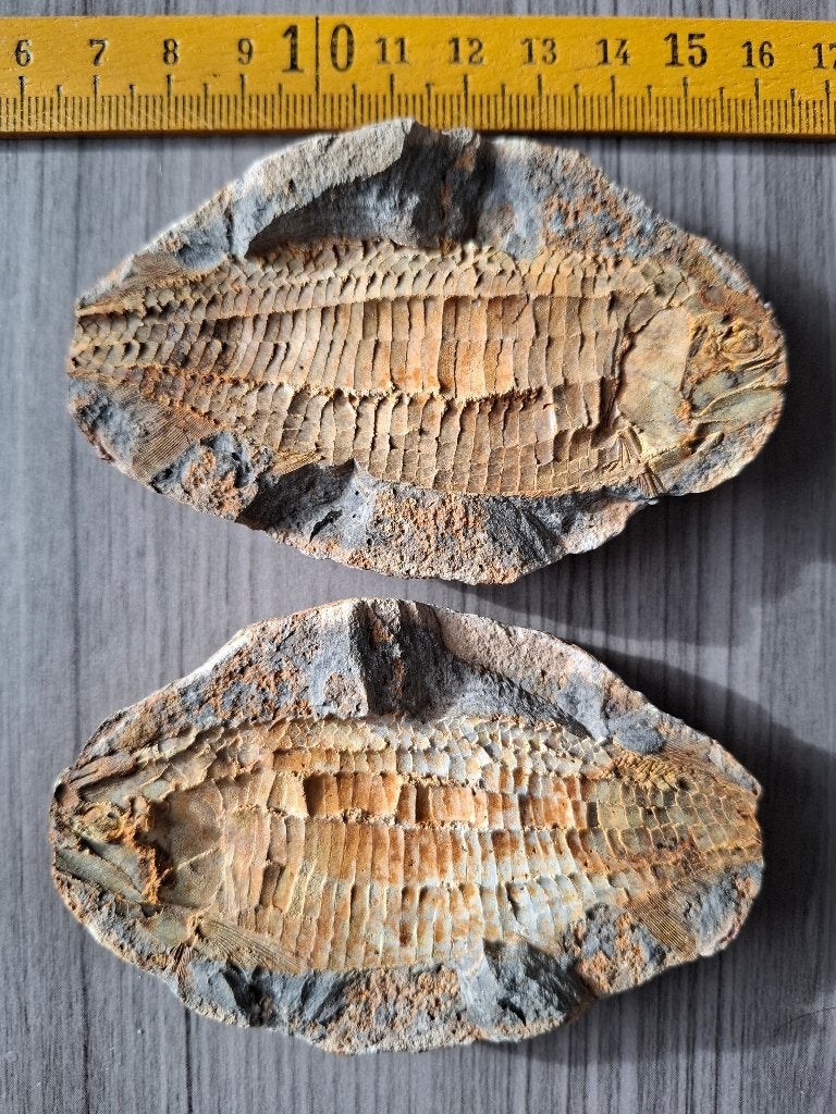 fossiele vis Australosomus, Madagascar, Trias pos. en neg., Verzenden, Fossiel
