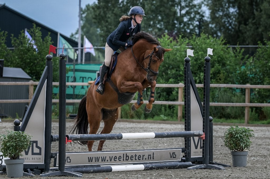 4 jarige knappe ruin springtalent, Dieren en Toebehoren, Pony's, Ruin, Springpony, 3 tot 6 jaar, D pony (1.37m tot 1.48m)