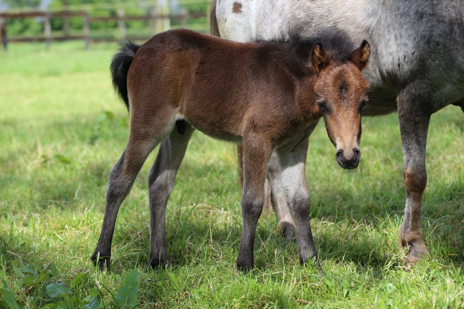 Lieve appaloosa hengstveulens, Dieren en Toebehoren, Hengst, Niet van toepassing, A pony (tot 1.17m), 0 tot 2 jaar