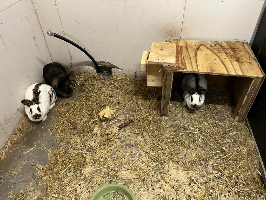 Rijnlander konijnen., Dieren en Toebehoren, Konijnen, Vrouwelijk, Groot