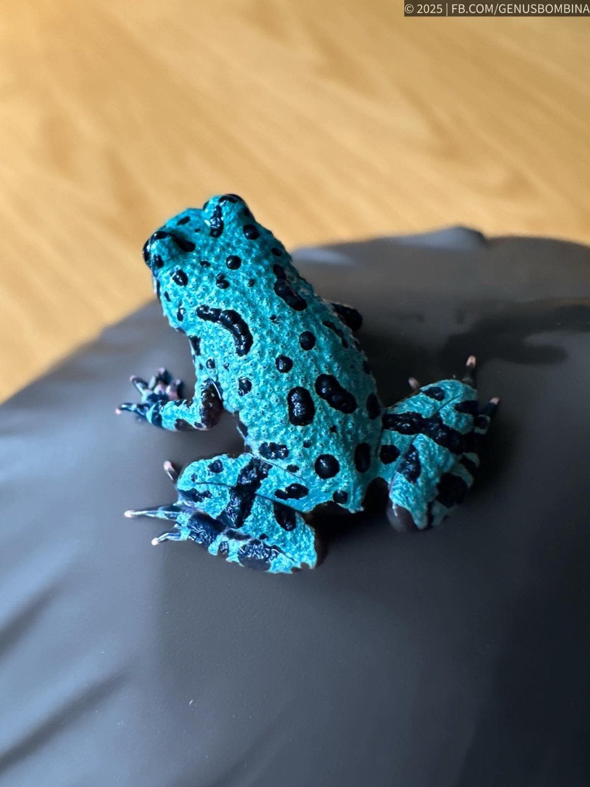 vuurbuikpadden  in alle kleuren, Dieren en Toebehoren, Amfibie, 0 tot 2 jaar
