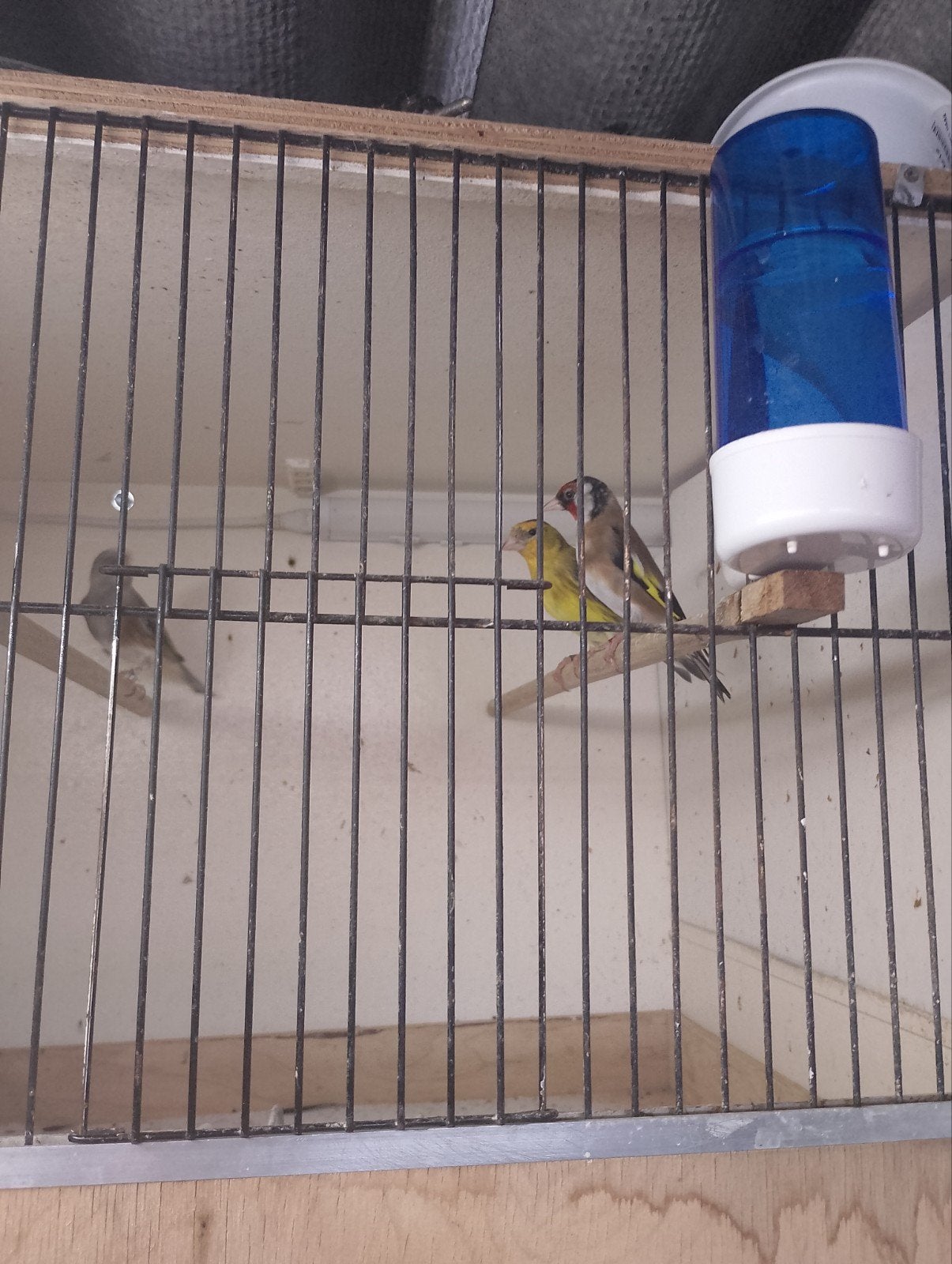 div vogels, Mannelijk, Wildzangvogel