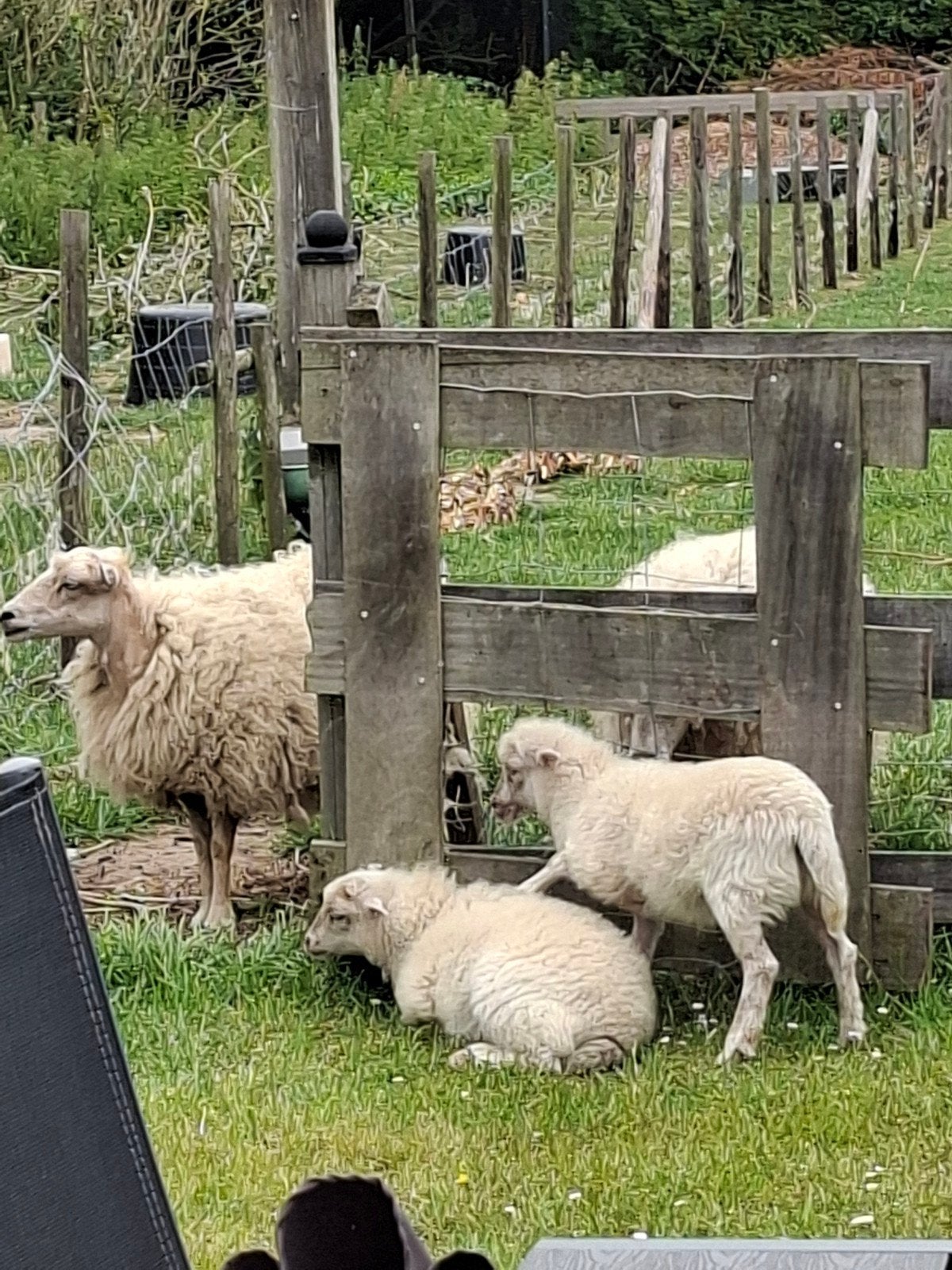 Ouessant schapen ooien 4 stuks, Dieren en Toebehoren, Schapen, Geiten en Varkens, Vrouwelijk, Schaap