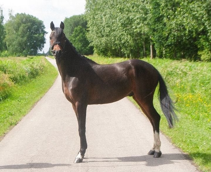 D pony te koop, Dieren en Toebehoren, Minder dan 160 cm, Met stamboom, Ruin, Dressuurpaard