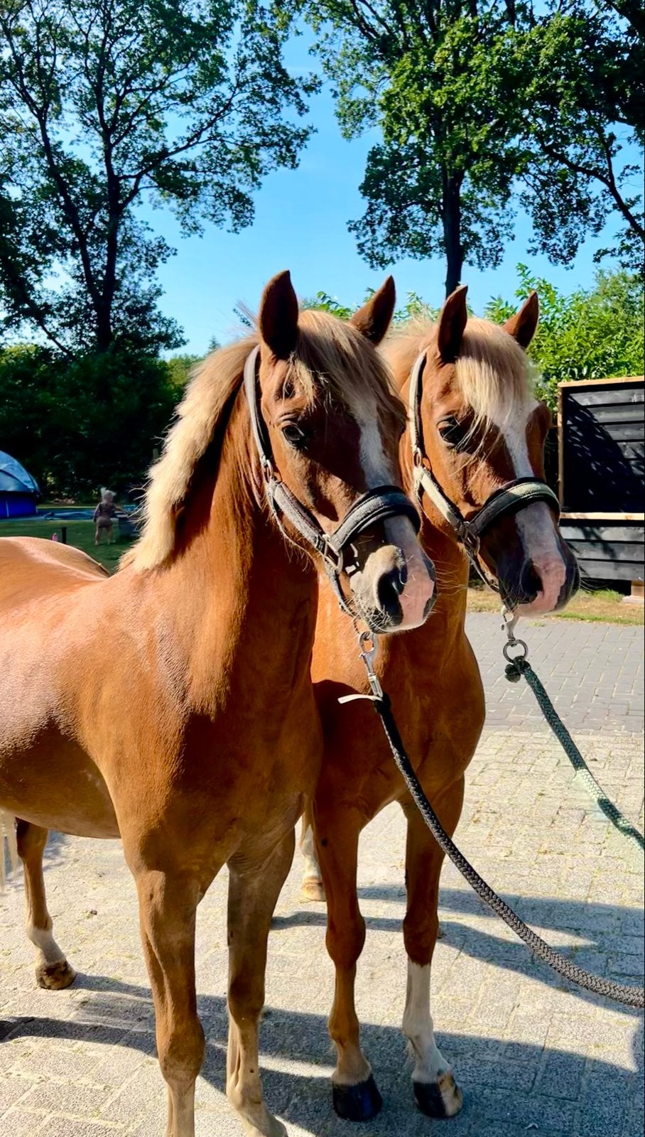 Veelbelovend span Welsh B pony’s, Dieren en Toebehoren, Pony's, Met stamboom, Ruin, 3 tot 6 jaar, C pony (1.27m tot 1.37m)