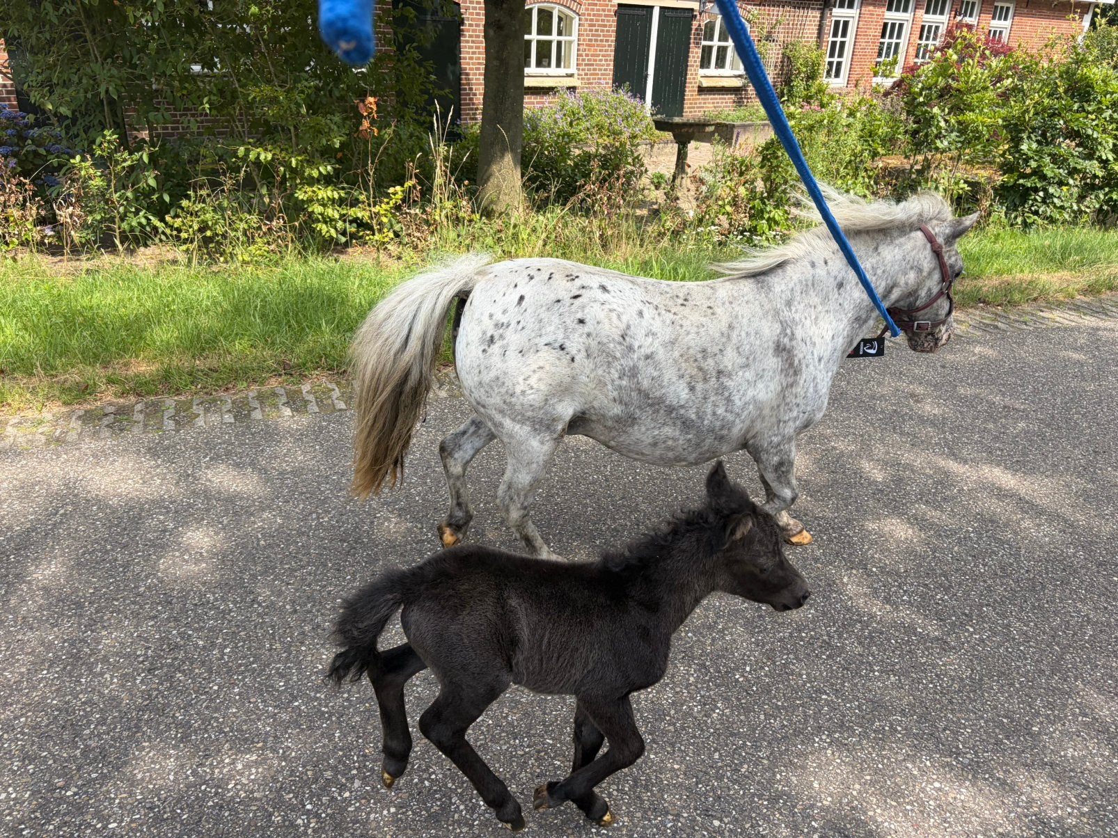 Appaloosa/Few spot merries met veulens, Dieren en Toebehoren, Merrie, A pony (tot 1.17m), 0 tot 2 jaar