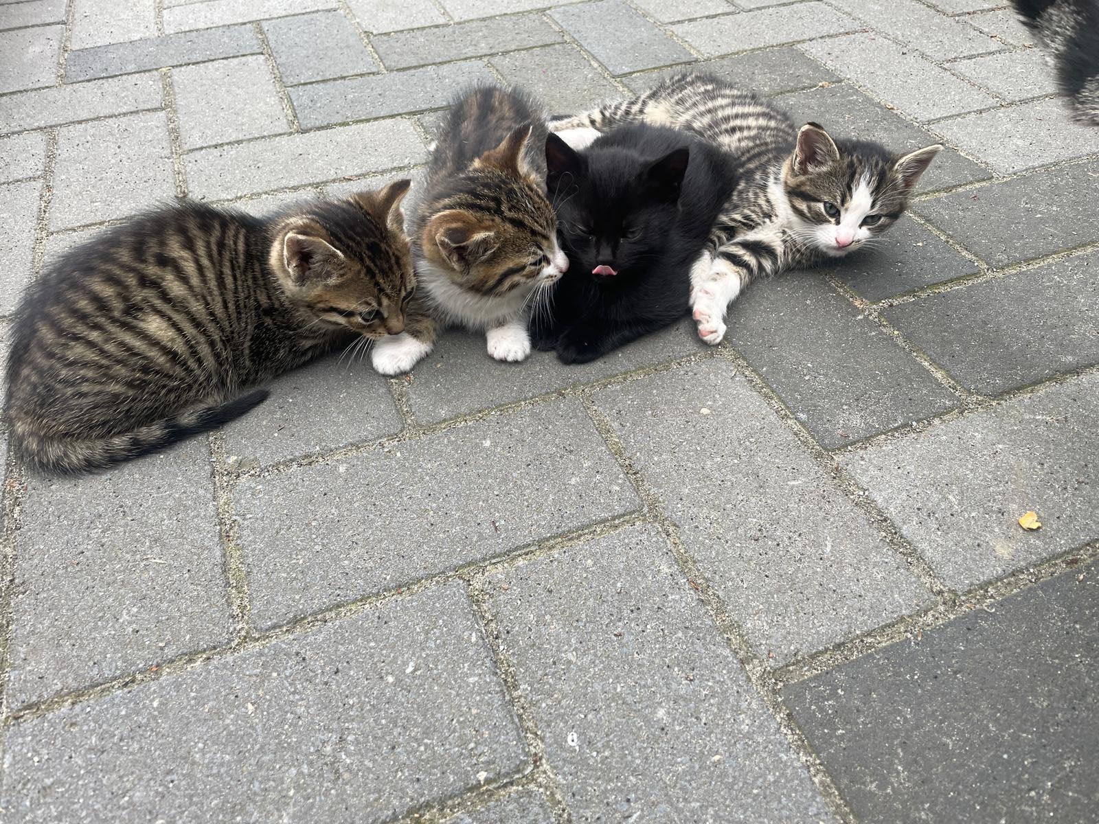 Hele mooie en lieve kittens te koop, Meerdere dieren, 0 tot 2 jaar