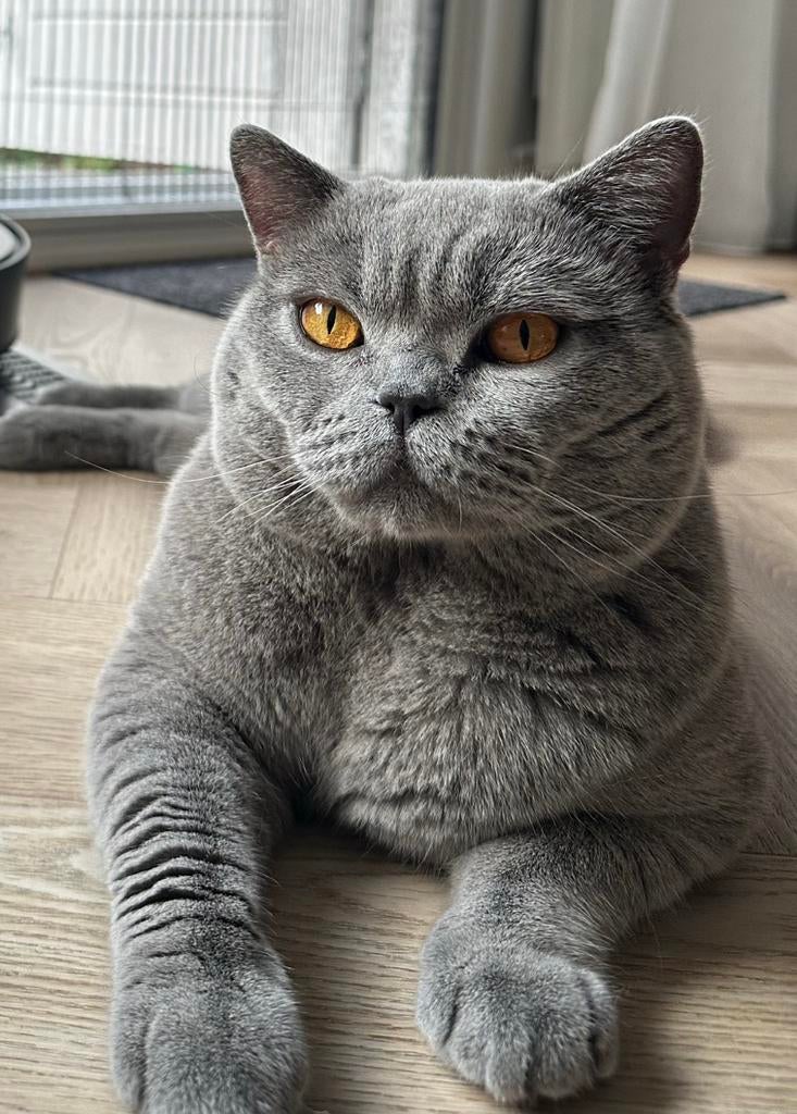 Dekkater Brits Korthaar met stamboom | kampioenlijn |ERVAREN, Dieren en Toebehoren, Katten en Kittens | Dekkaters