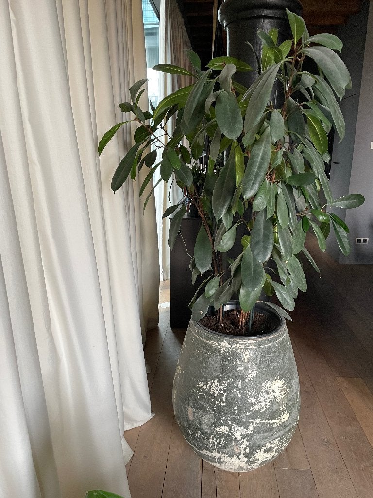 Grote Ficus in keramische pot, Huis en Inrichting, Ophalen, Ficus, Halfschaduw, In pot