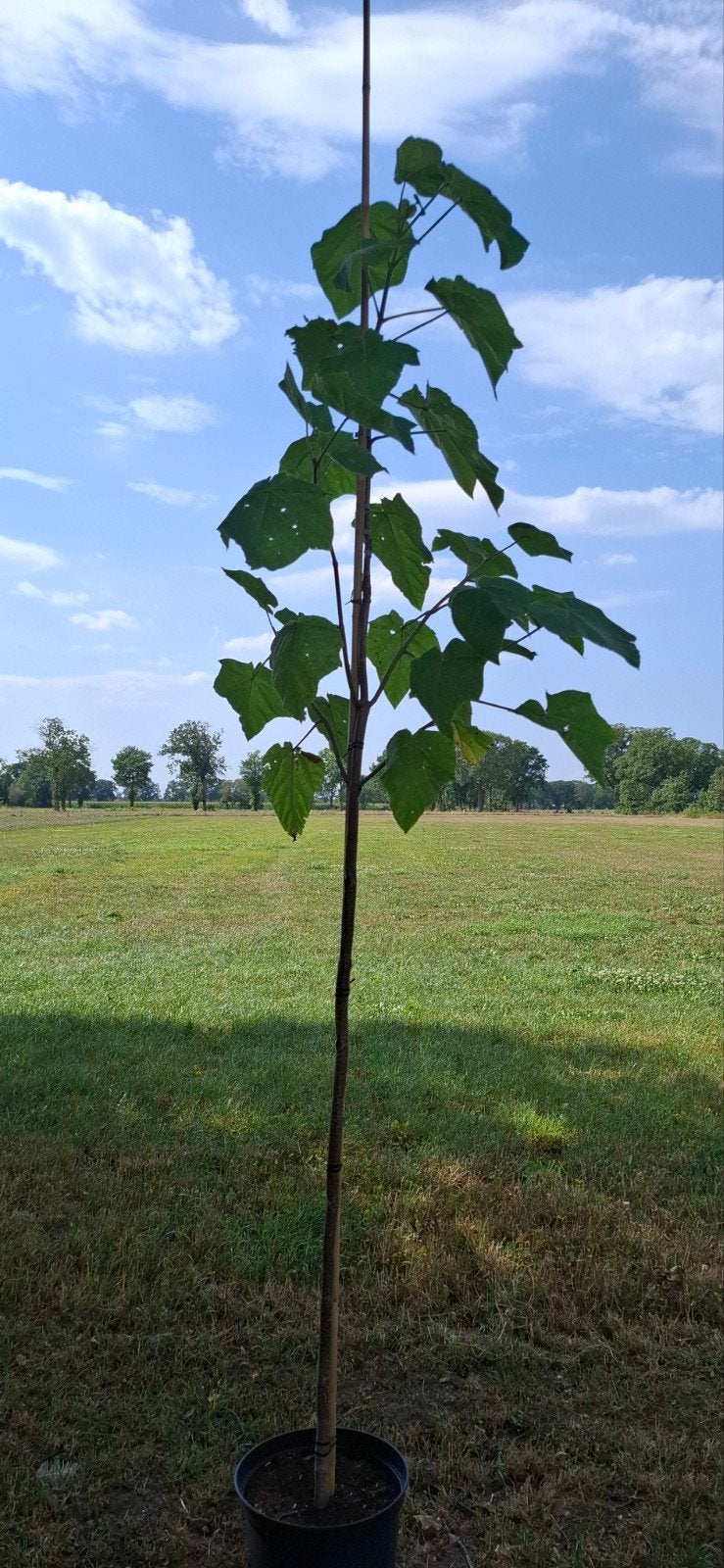 Paulownia tomentosa, anna paulownaboom, keizerinnenboom, Ophalen, Volle zon, Overige soorten