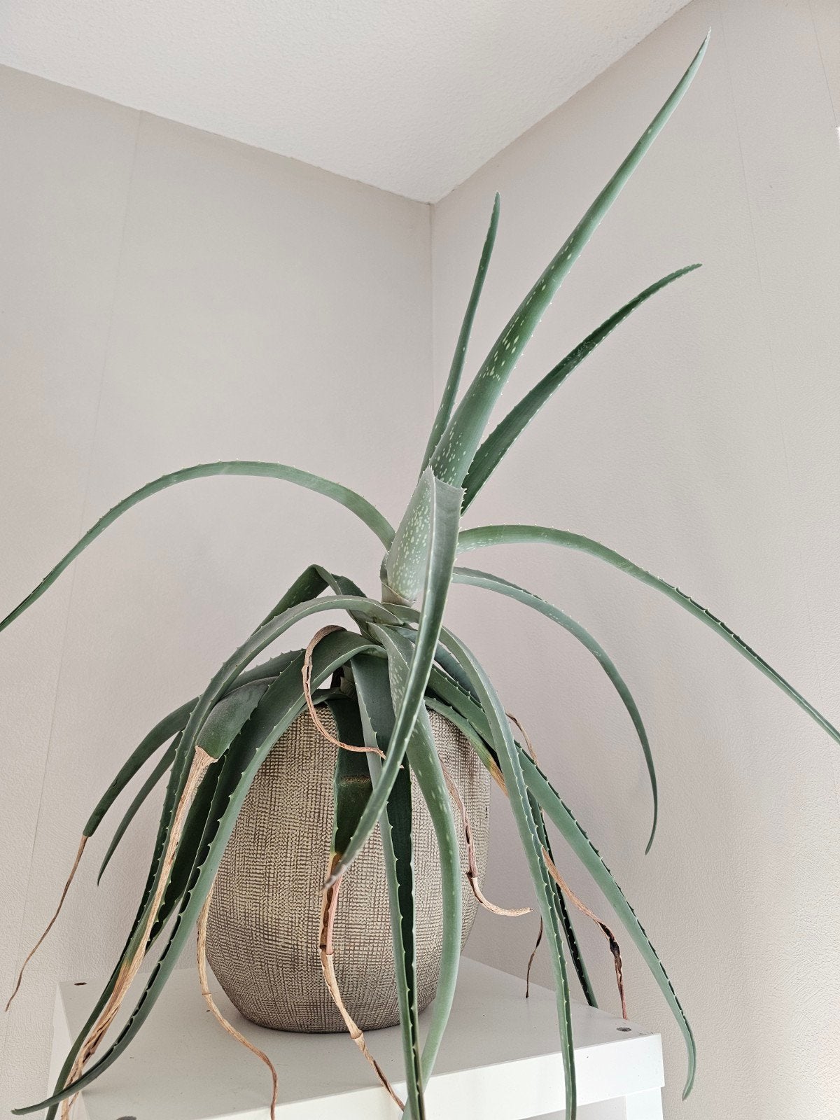 Grote Aloë Vera plant - 65 cm hoog, Huis en Inrichting, Kamerplanten, Ophalen, Vetplant, Halfschaduw, In pot
