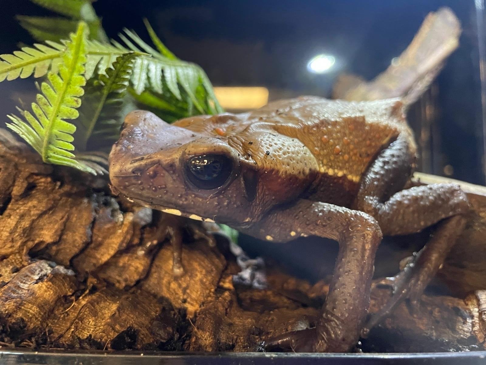 Amazonepad (Rheabo Guttatus), 0 tot 2 jaar