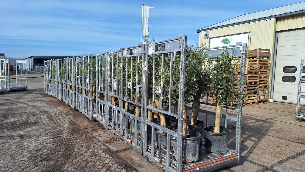 Olijfbomen met dikke stam – direct uit voorraad!, Tuin en Terras, Planten | Bomen, Volle zon, Ophalen of Verzenden, 100 tot 250 cm