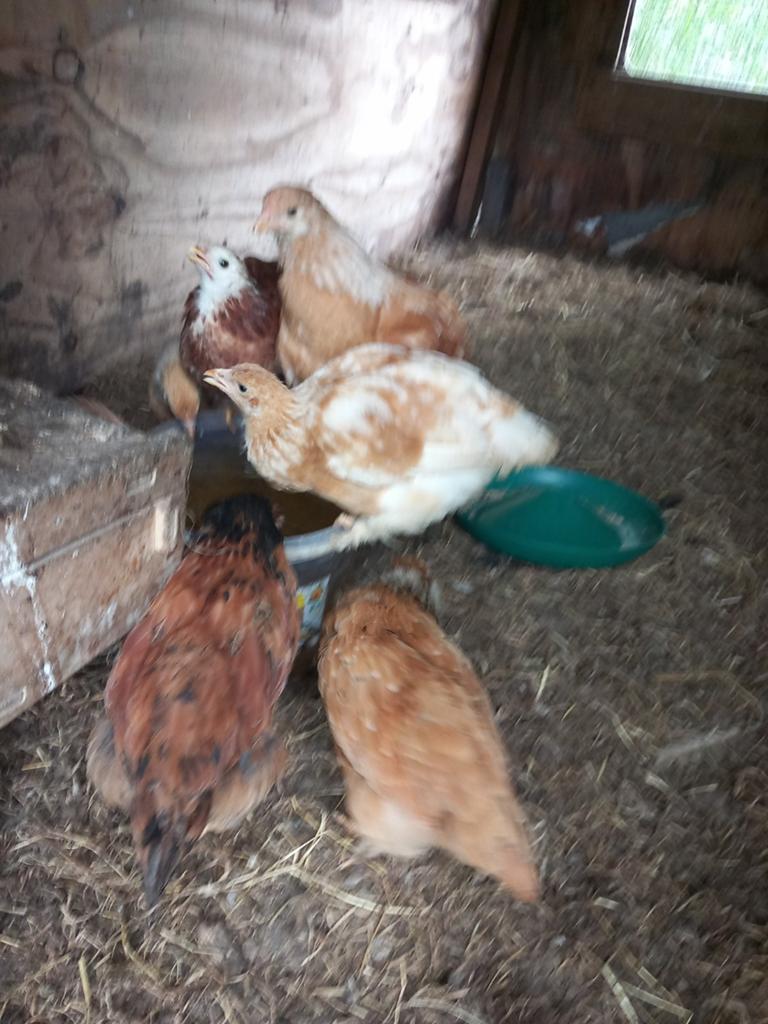 !kuikens te koop!, Dieren en Toebehoren, Pluimvee, Geslacht onbekend, Kip