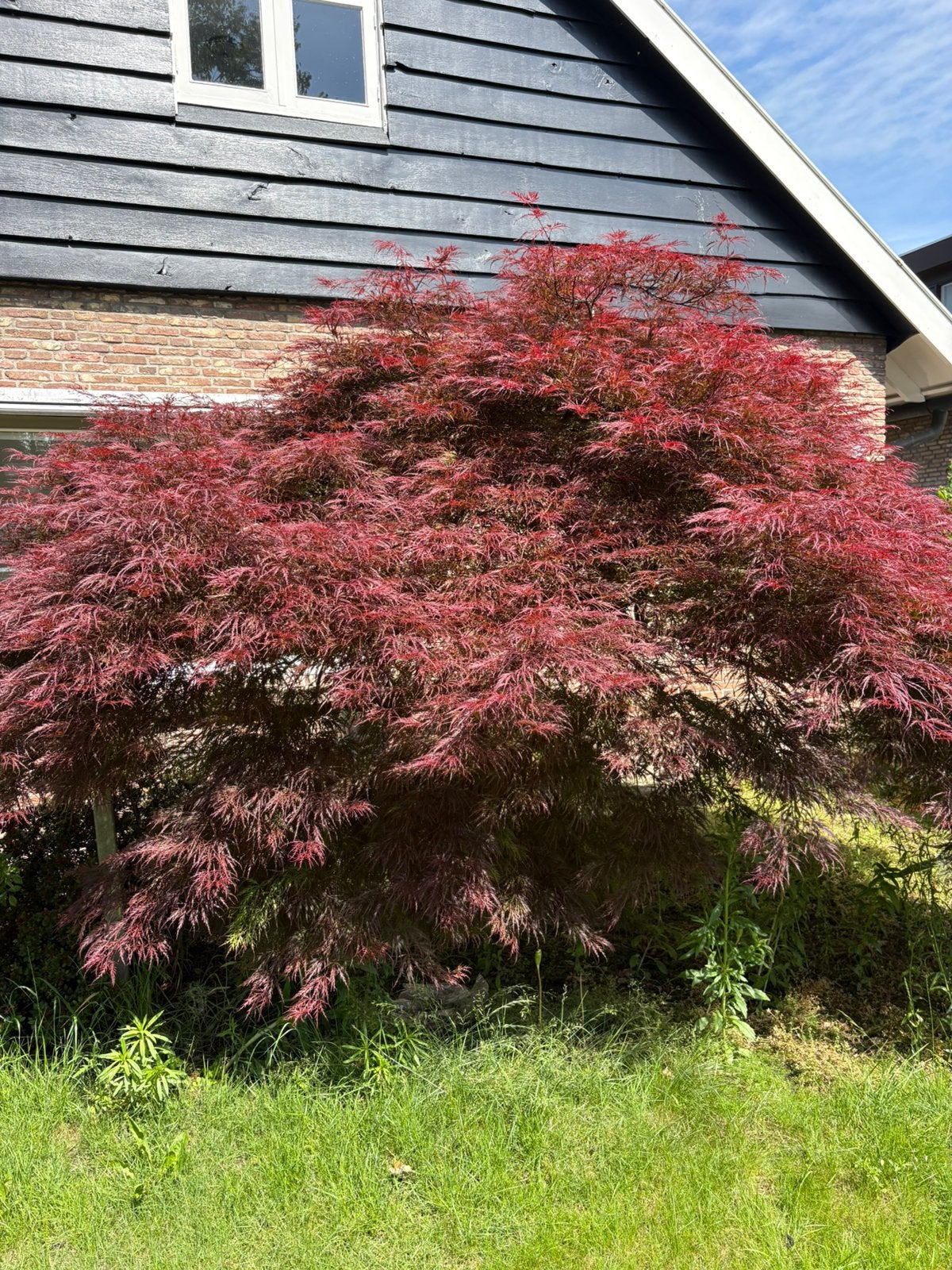 Grote Japanse esdoorn, Tuin en Terras, Planten | Bomen, Ophalen, Bloeit niet, Halfschaduw, Overige soorten
