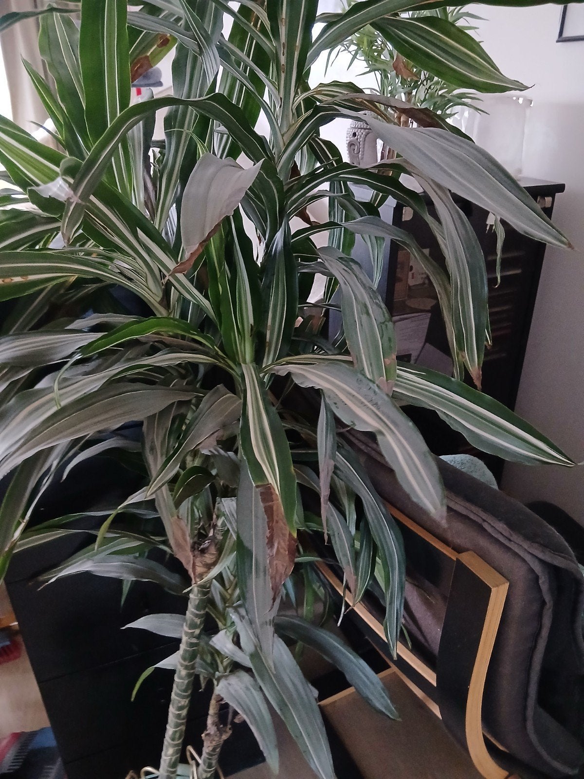 mooie grote plant, Ophalen, Volle zon