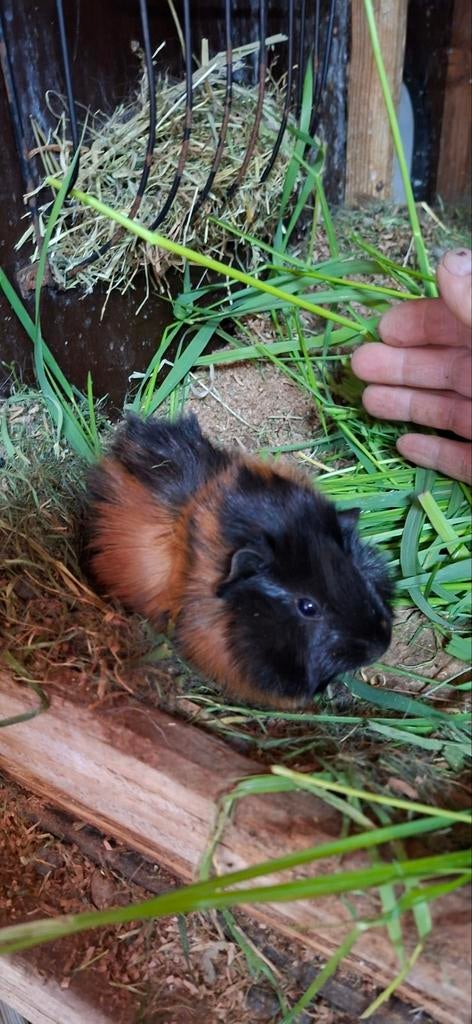 Te koop cavia beertje, Dieren en Toebehoren, Maart, Mannelijk, Cavia