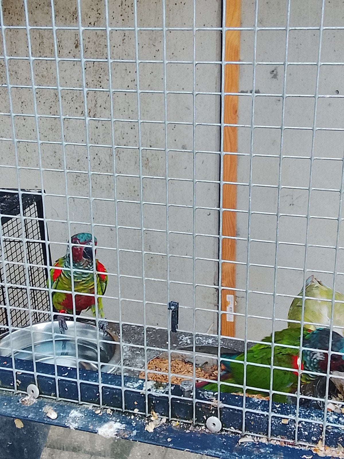 5 Pyrrhuras 3 jong en 2 volwassen.