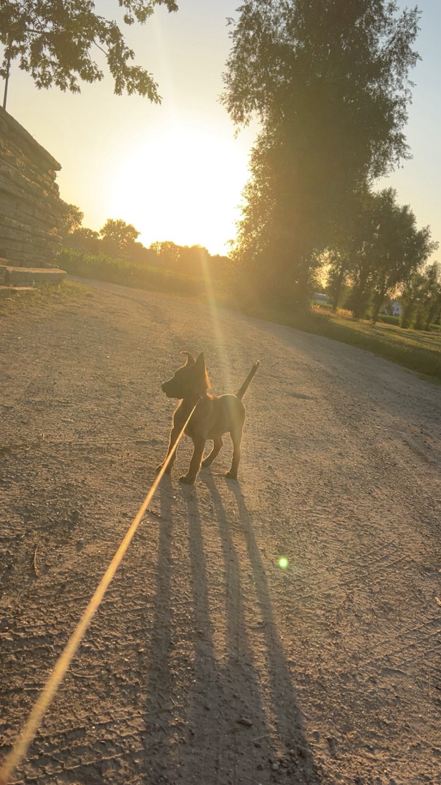 Super lieve mechelse herder pup, Dieren en Toebehoren, Honden | Herdershonden en Veedrijvers, 8 tot 15 weken, Teef, Eén hond, Herder