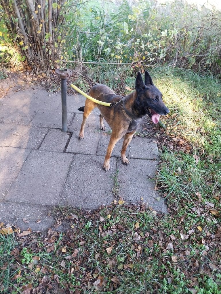 Mechelse herder, Dieren en Toebehoren, 6 jaar of ouder, Reu, Eén hond, CDV (hondenziekte)