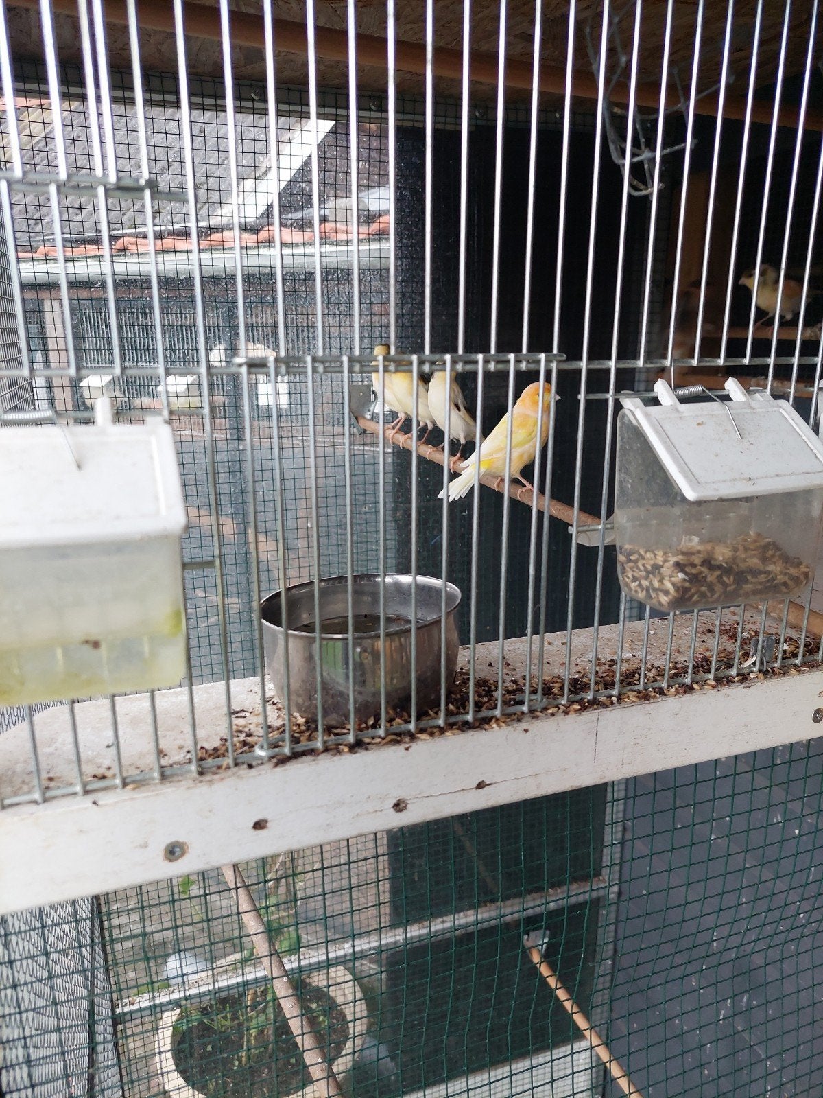 Bonte kanaries te koop, Dieren en Toebehoren, Meerdere dieren