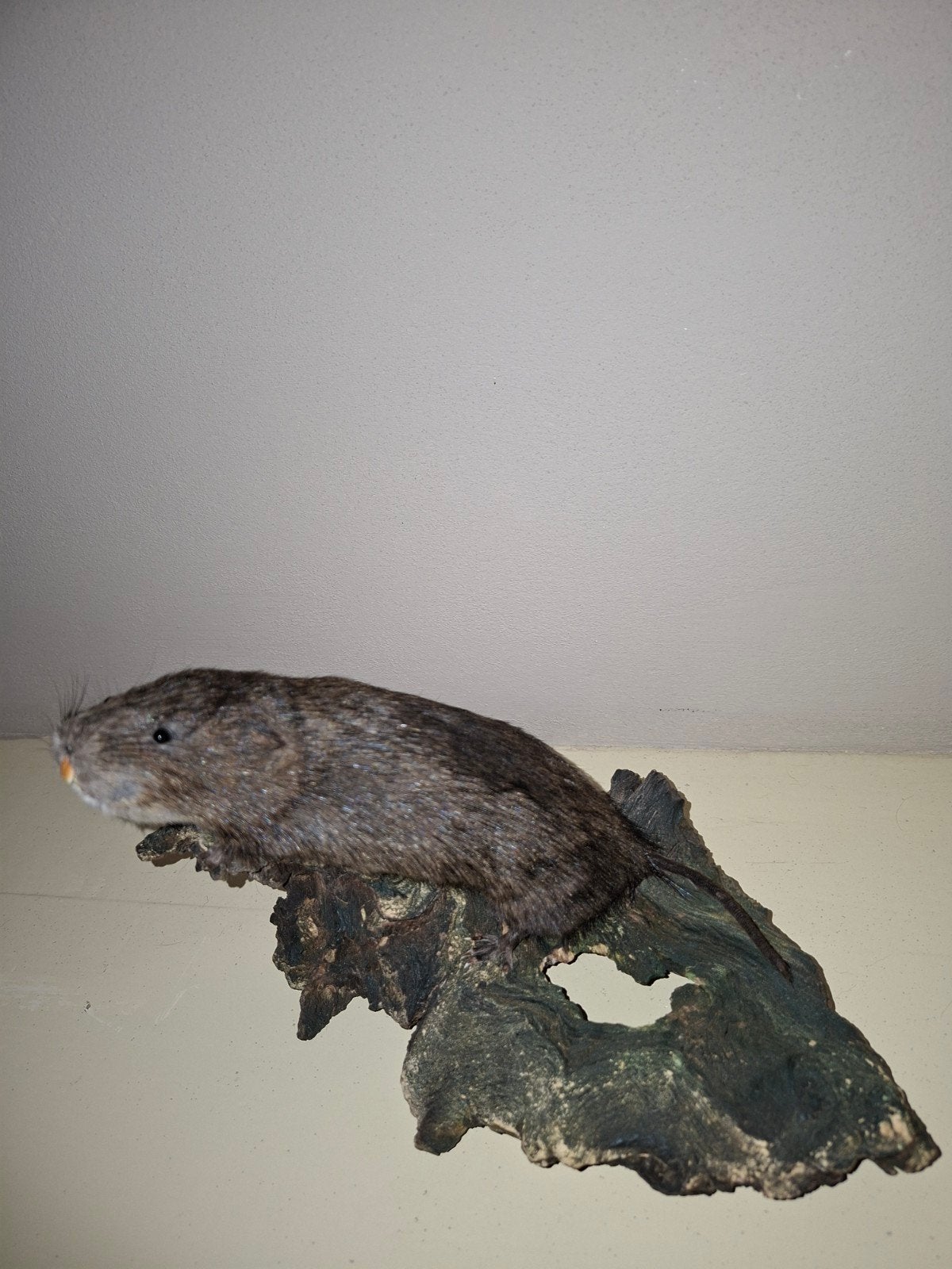 Opgezette woelrat taxidermie op hout, Ophalen, Zo goed als nieuw, Overige soorten, Opgezet dier