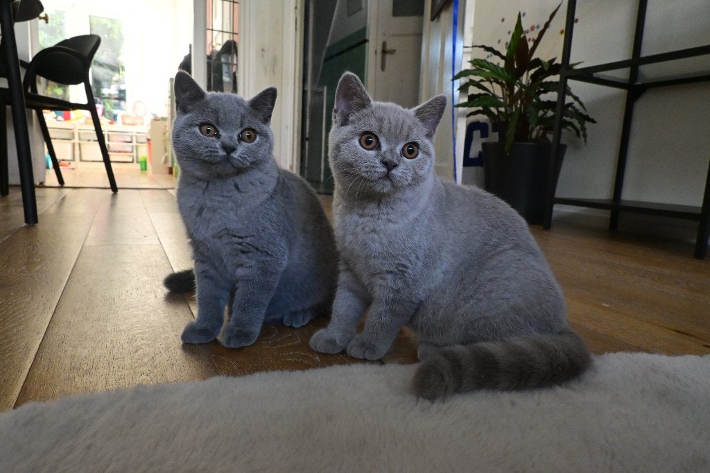 Britse korthaar katten, Poes, Met stamboom, 0 tot 2 jaar