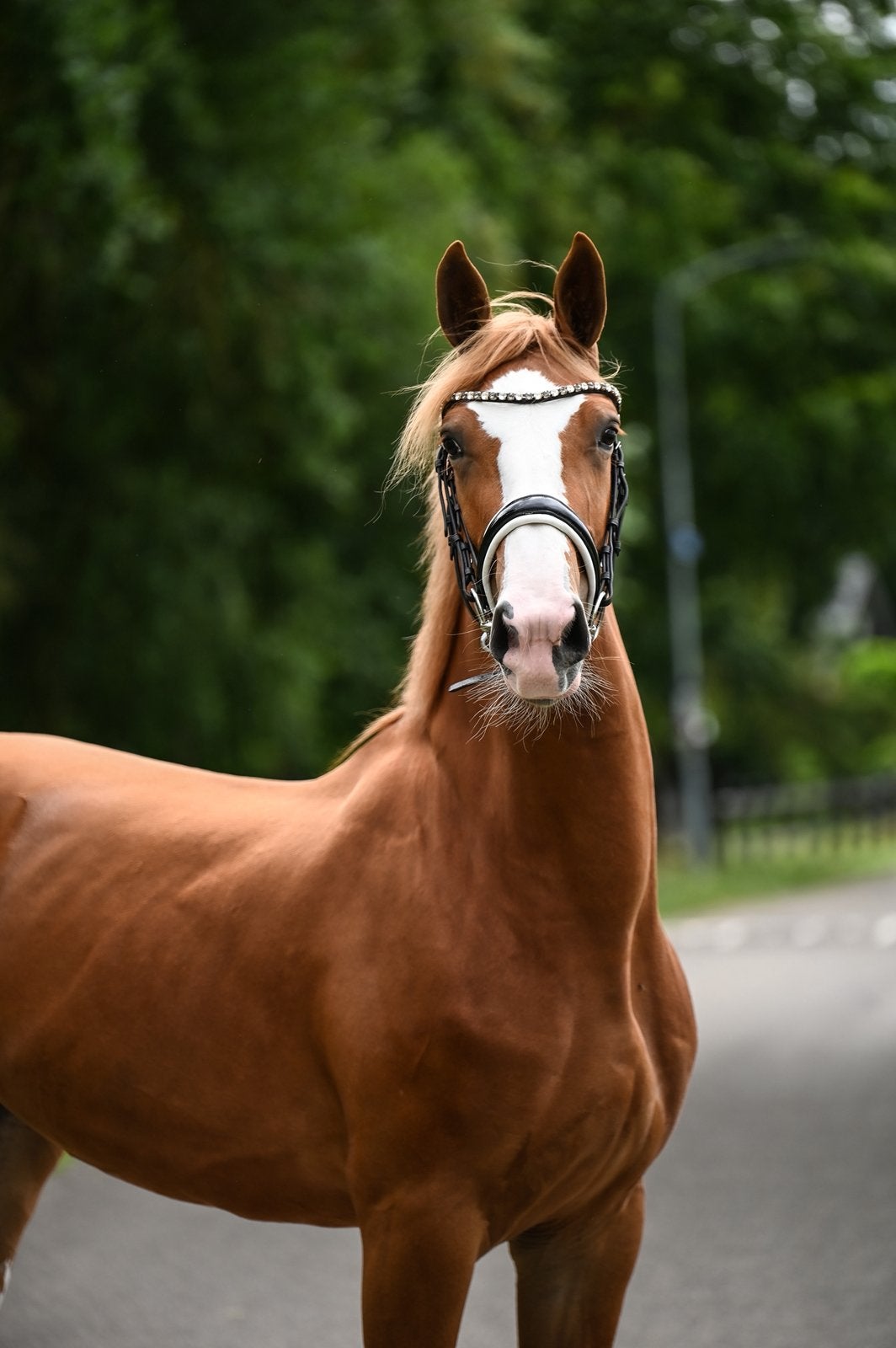 Te koop aangeboden 3 jarige vos merrie., Dieren en Toebehoren, Paarden, Merrie, Dressuurpaard, 3 tot 6 jaar