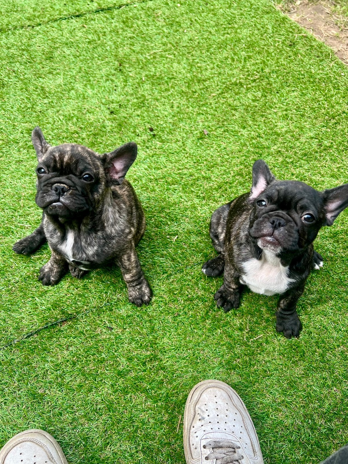 Franse bulldog pups, België, Particulier, 8 tot 15 weken, Geslacht onbekend